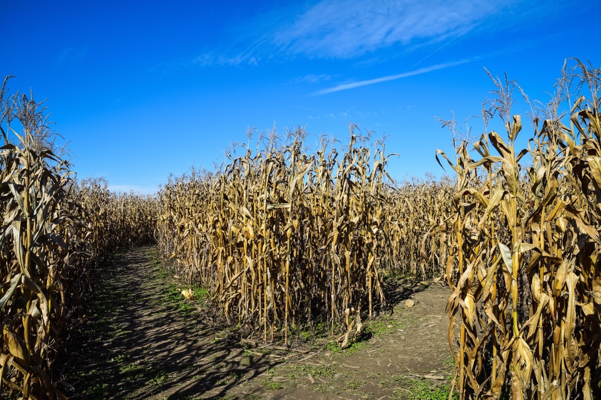 dried corn field, fall puns for instagram