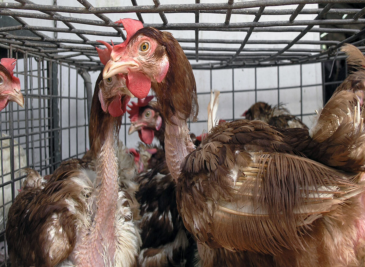 animal abuse on chickens