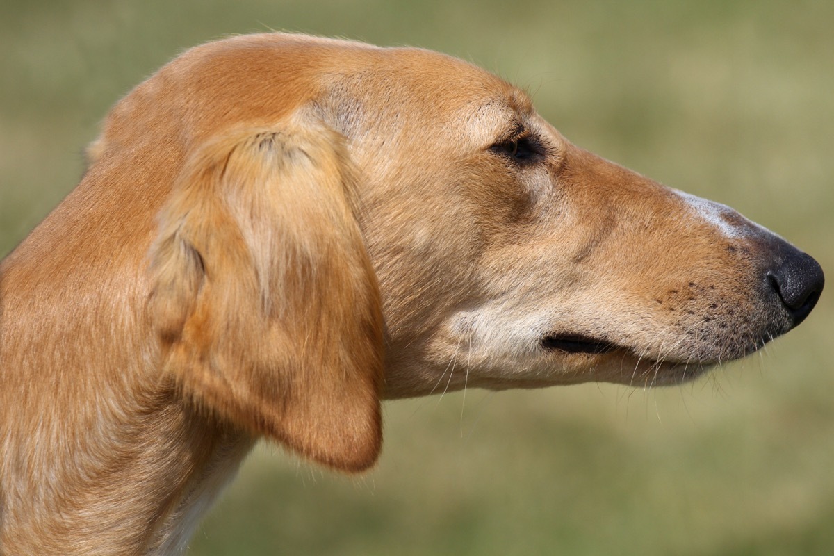 Sloughi dog breed