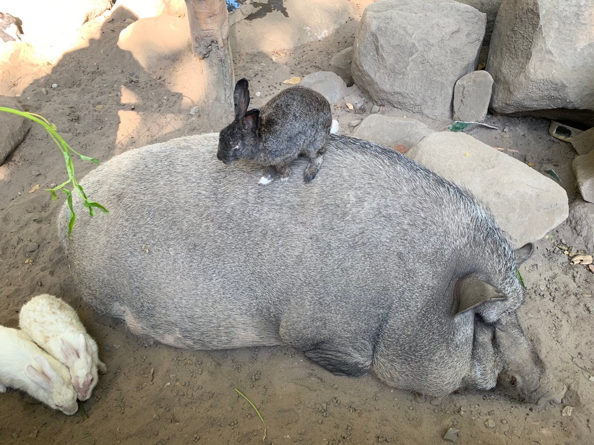 Sleepy boar and bunnies