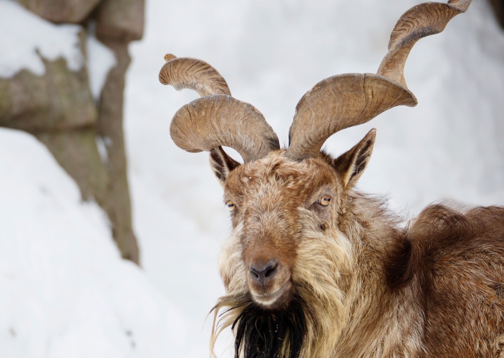 markhor 