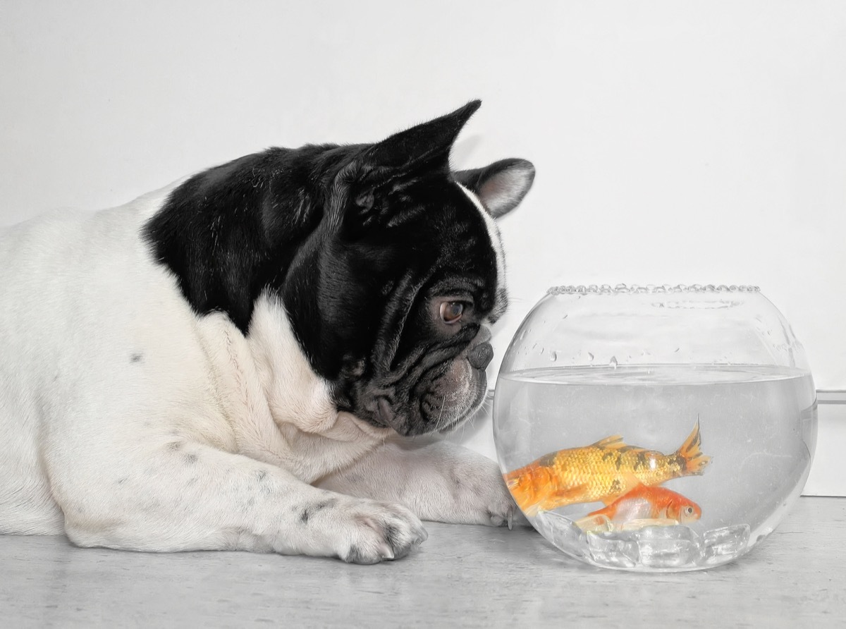 dog looking at a fishbowl