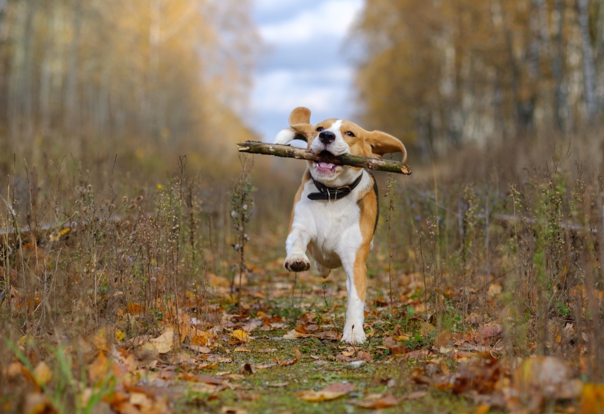 Dog with a stick