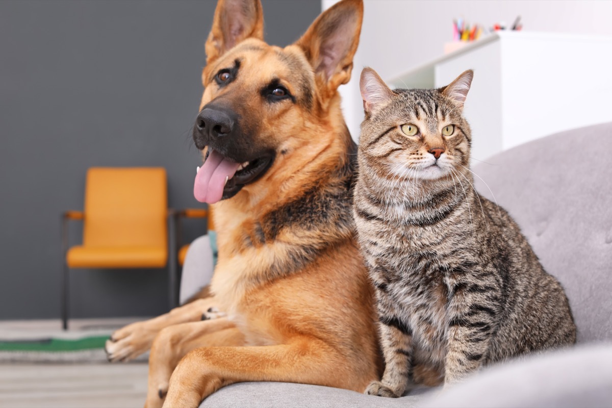 dog and cat sitting on couch together