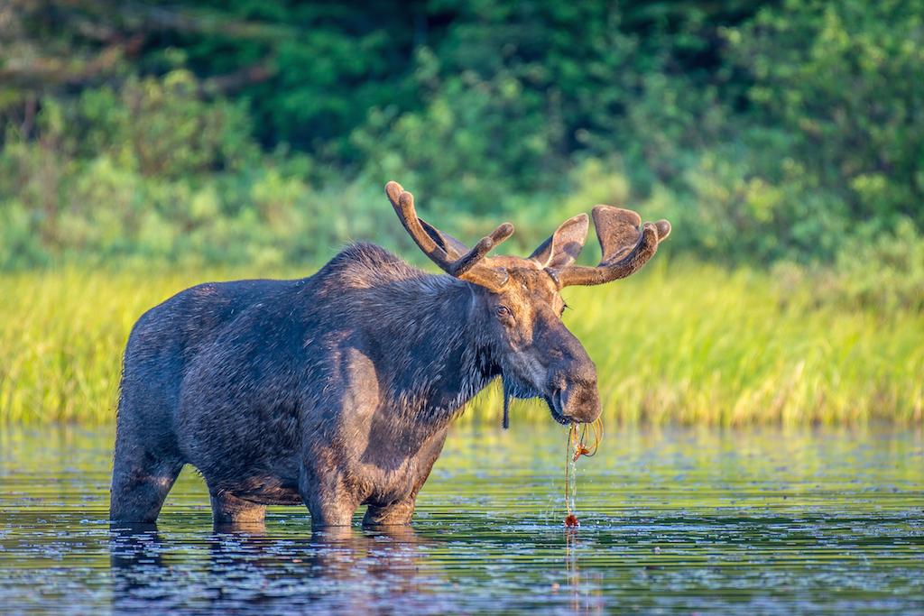 moose