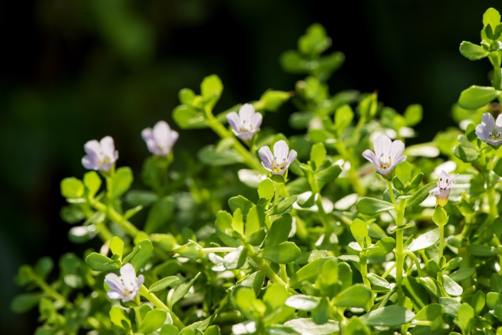 Bacopa Monnieri, OTC pills that make you smarter