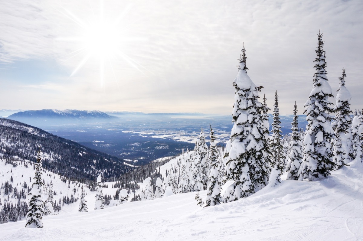 snow-covered trees on a mountain top