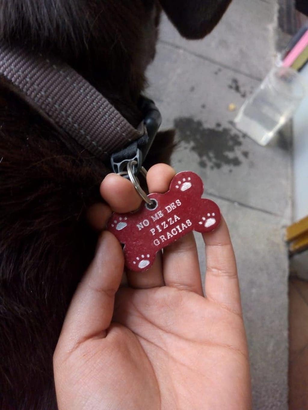 jefe the dog is very good at stealing pizza in mexico city