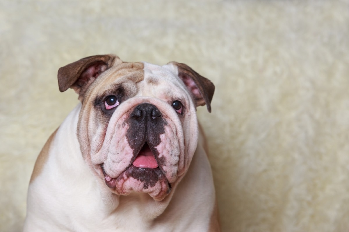 large english bulldog