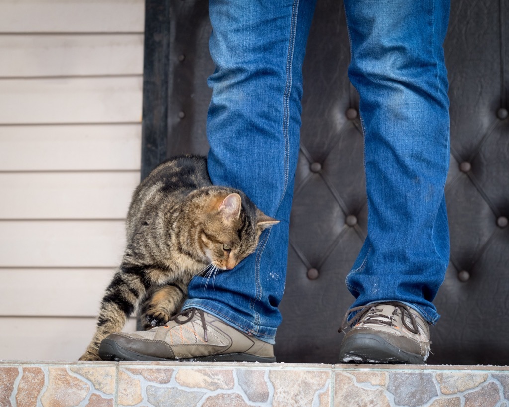 tabby cat rubbing on man in jeans