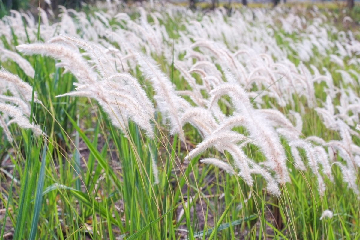 cogongrass in field