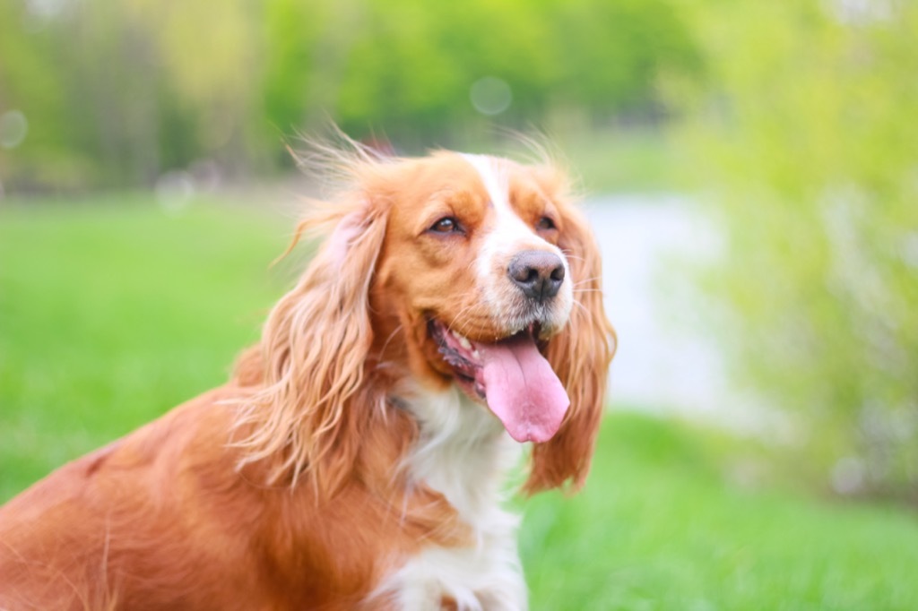 cocker spaniel dog cute