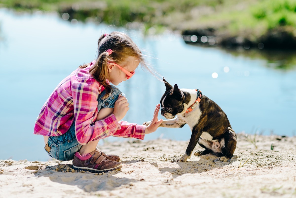 Boston terrier giving a girl paw