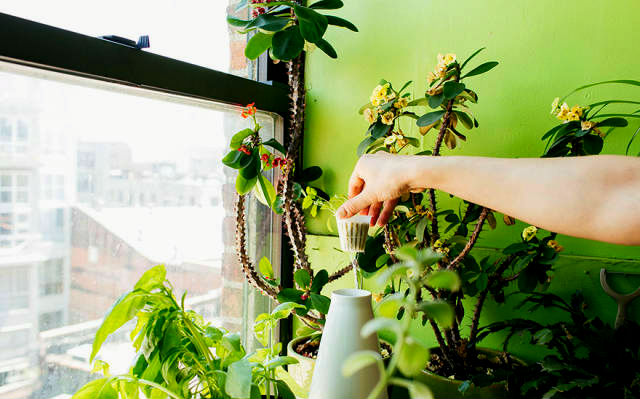 a-girl-with-a-green-thumb-500-plants-in-one-apartment-03