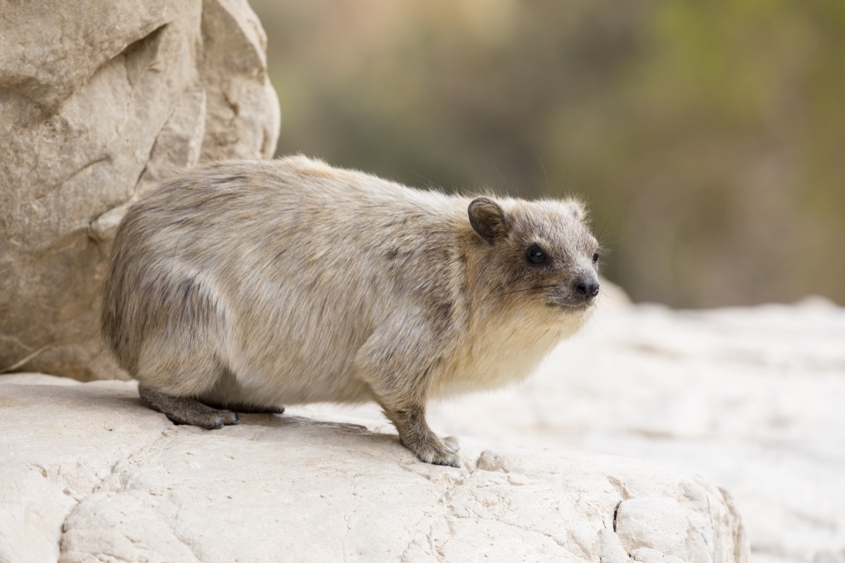 rock hyrax, elephant, smarter facts