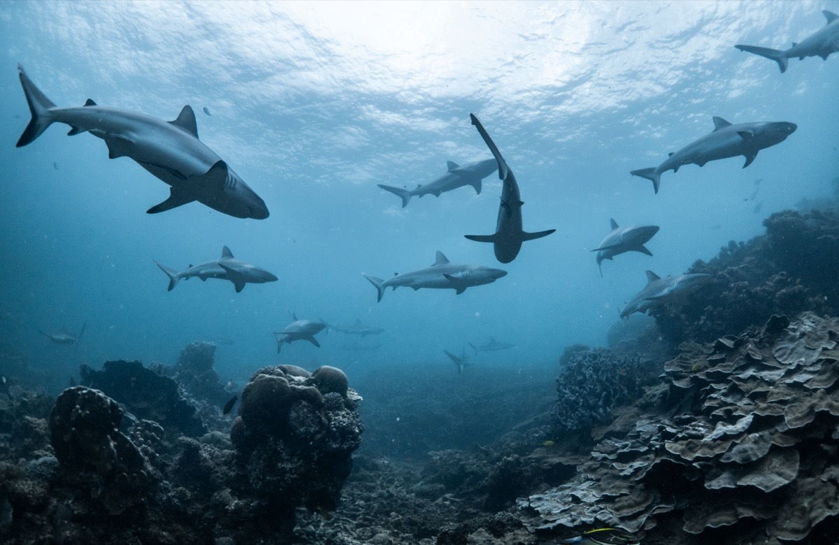 Reef sharks