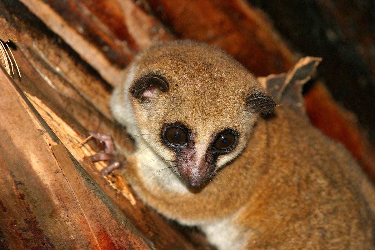 Adorable dwarf lemur