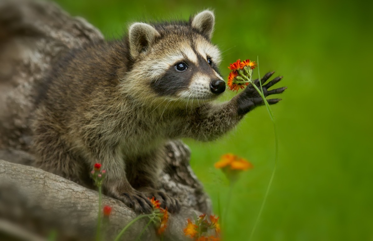 raccoon smelling a flower