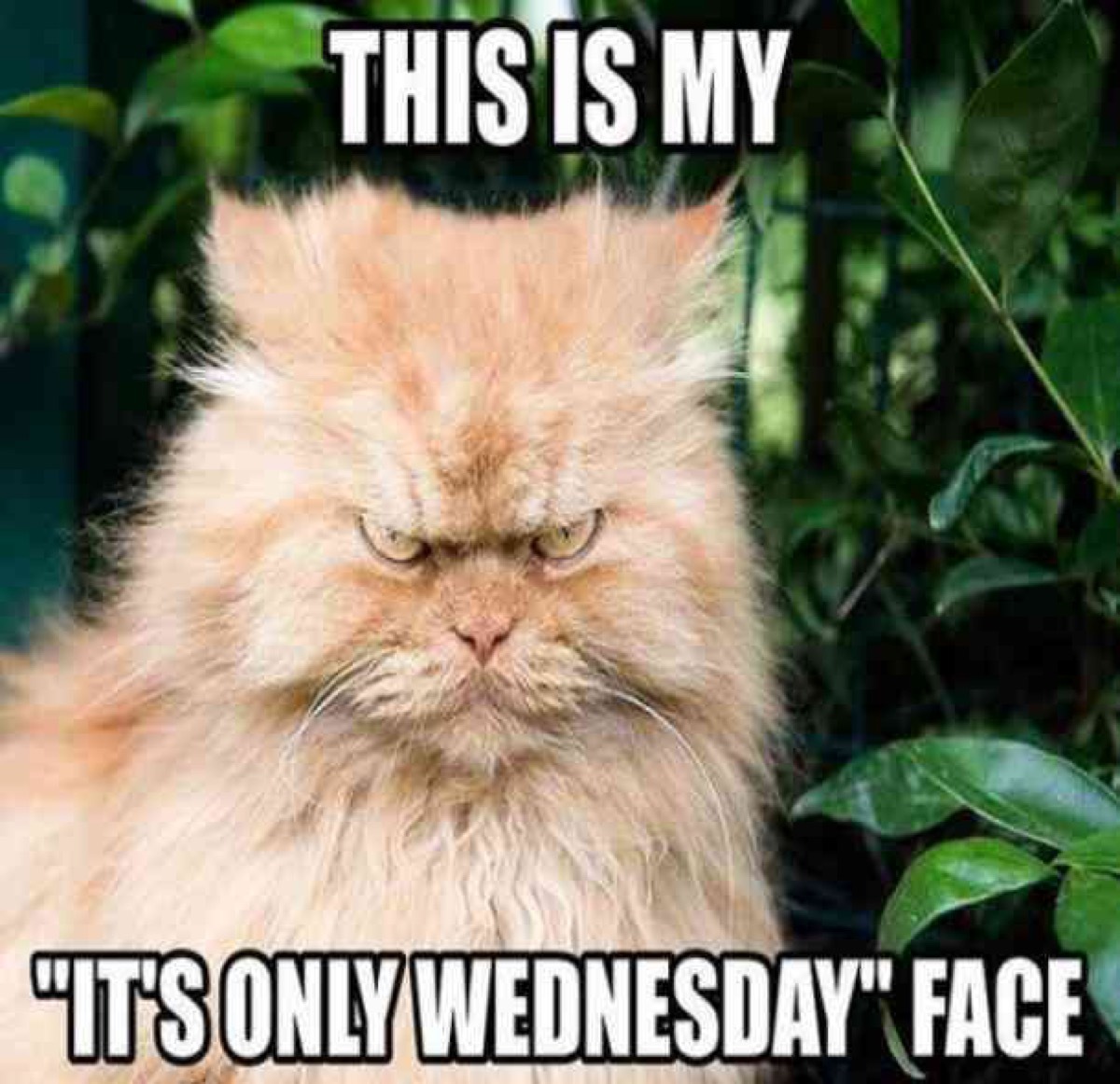 it's only wednesday face, hump day memes