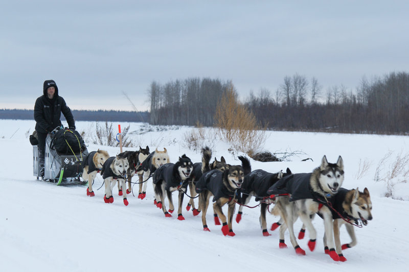 Image result for sled dogs