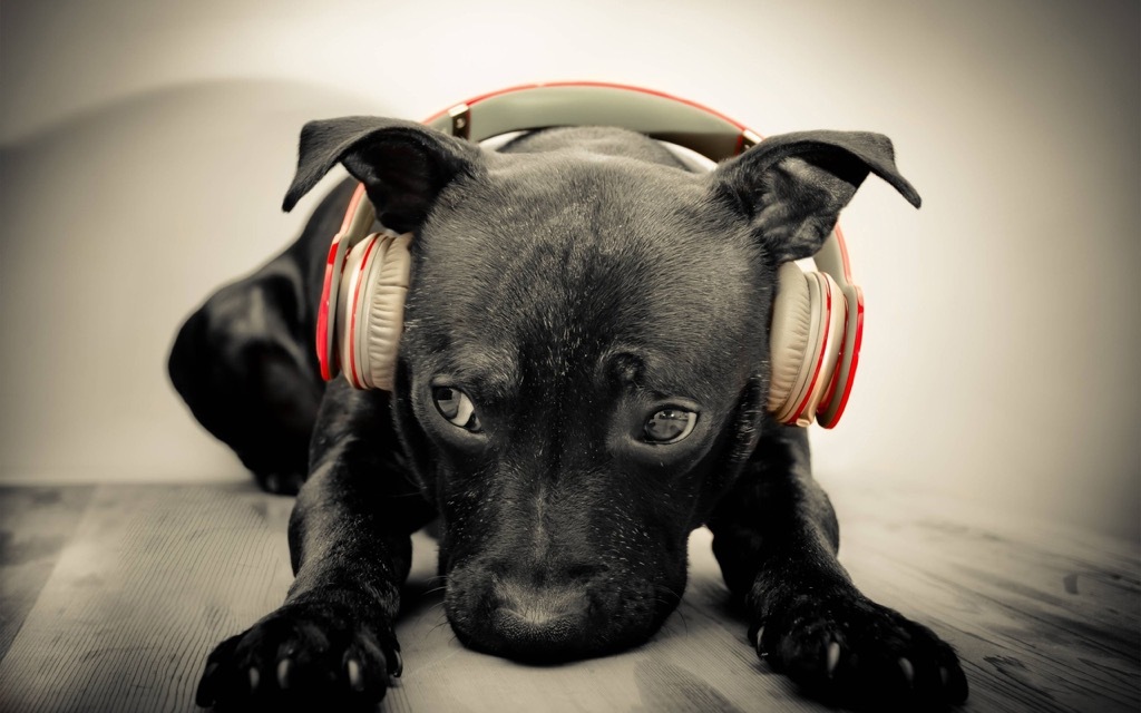 a puppy listening to loud music