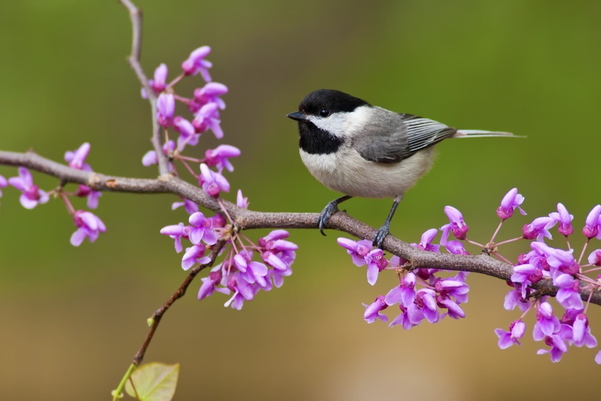 Chickadee on branch