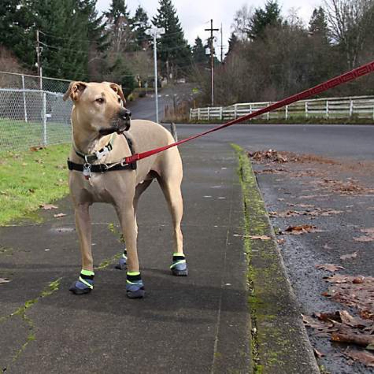 Dog in Booties Summer Pet Accessories