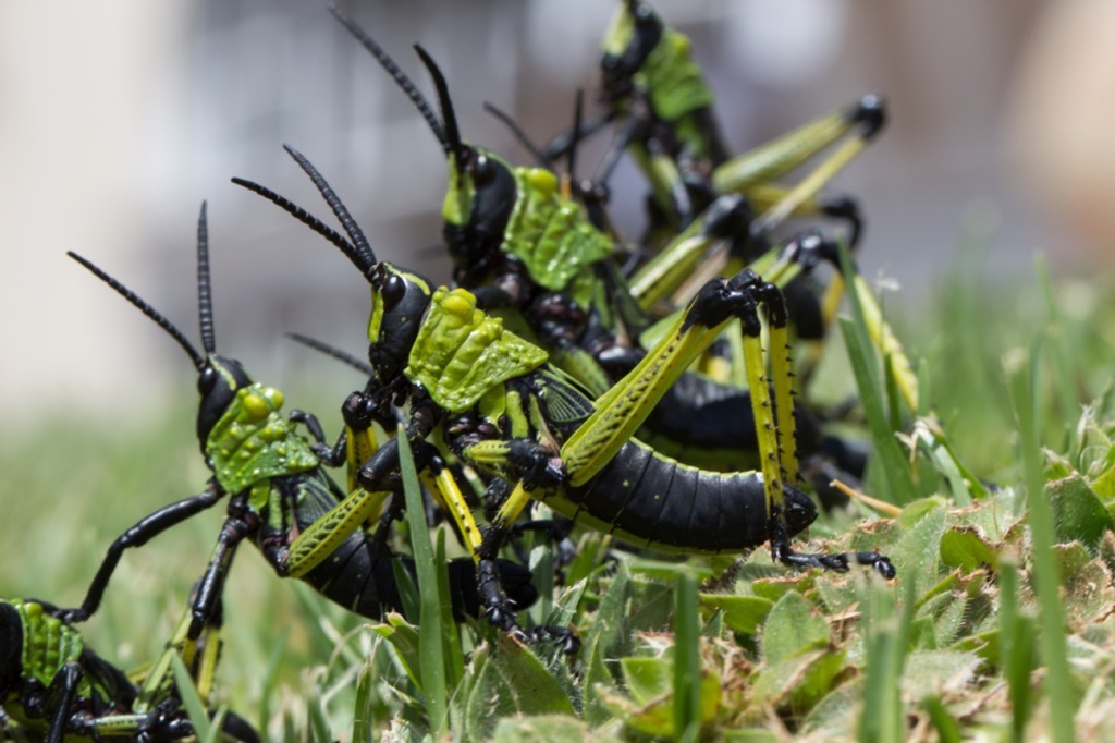 locusts Relevant Historical Advice 