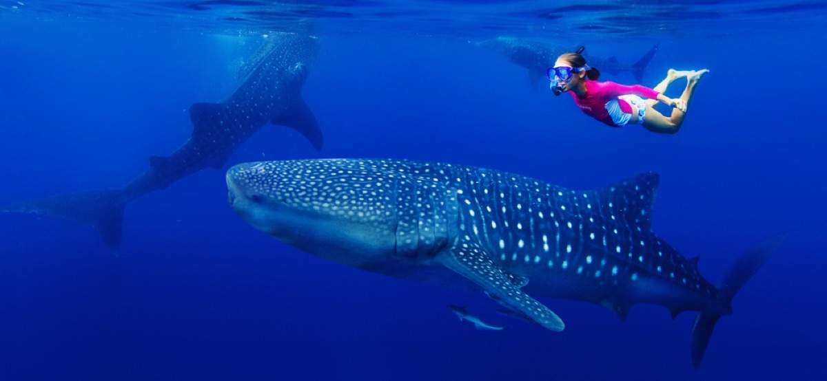 girl and whale shark snorkeler, shark photos