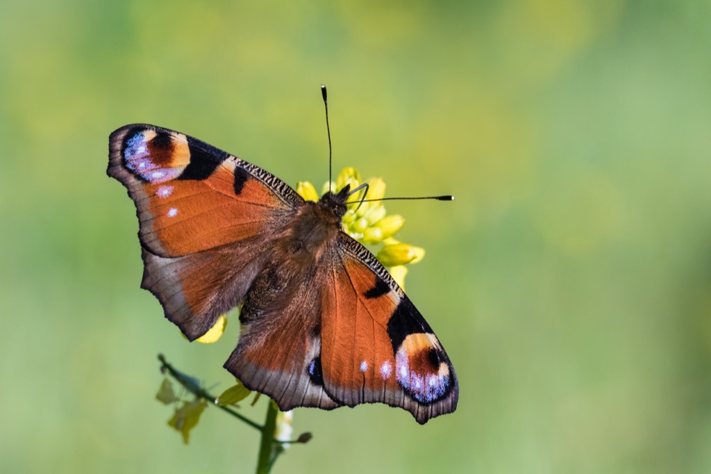 Butterfly Wordplay Jokes