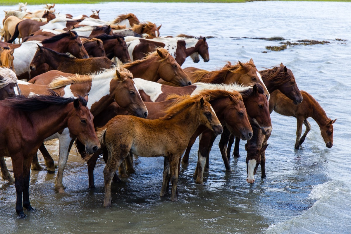 ponies in the river assateague island virginia