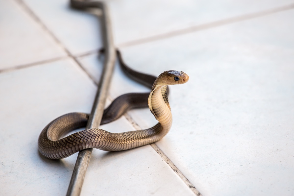 Snake on Tile