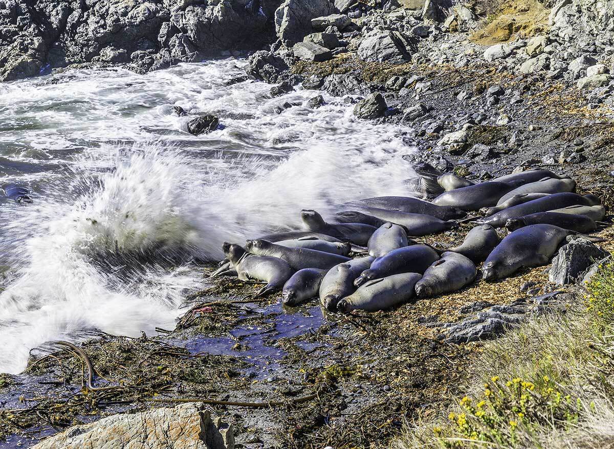 elephant seals on a beach