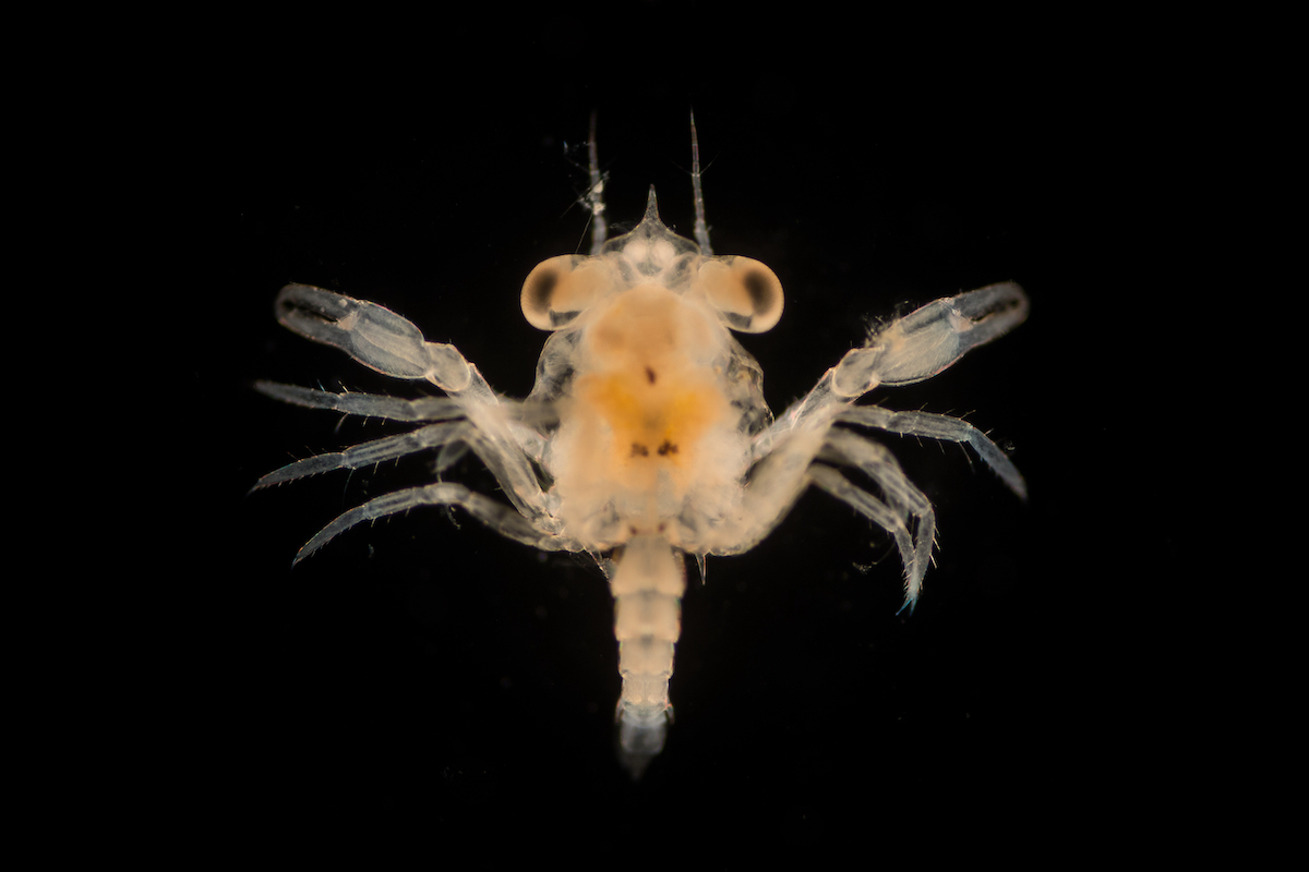 zooplankton