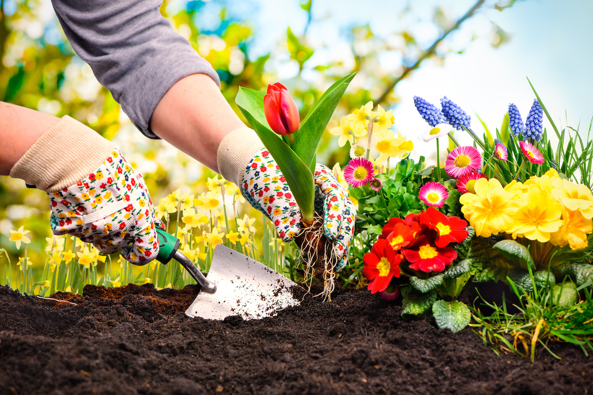 Gardeners hands planting colorful flowers