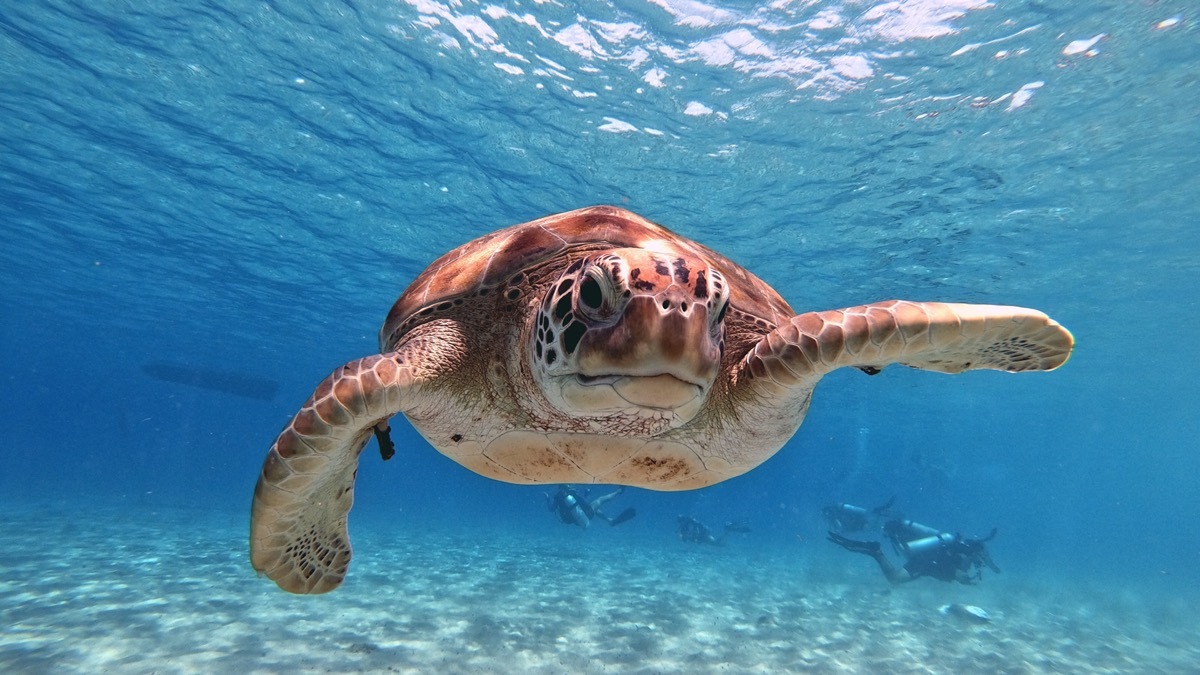 Turtle in ocean