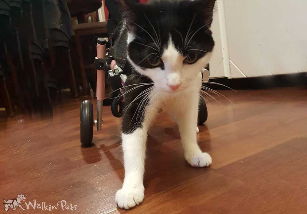 Image result for cat wheels bernard