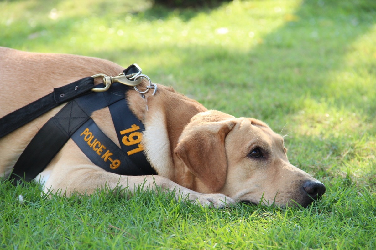 police dog laying in the grass, interesting wow facts