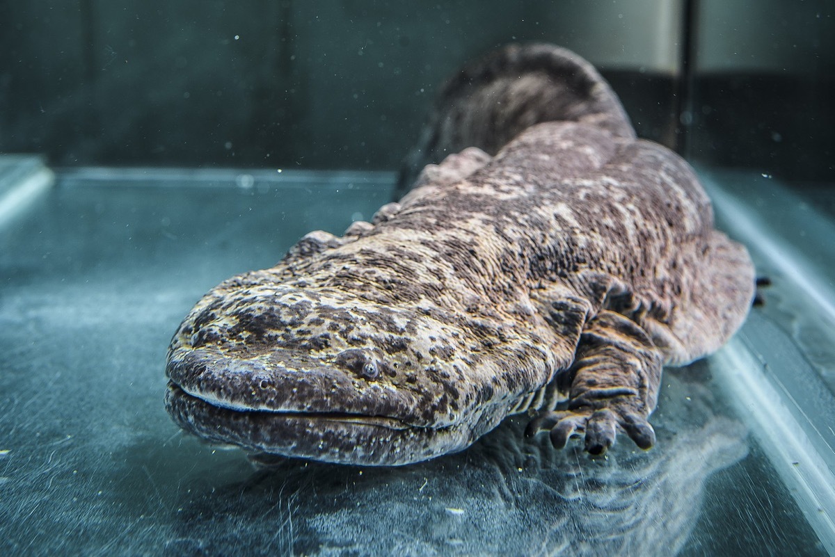 Chinese Giant Salamnder