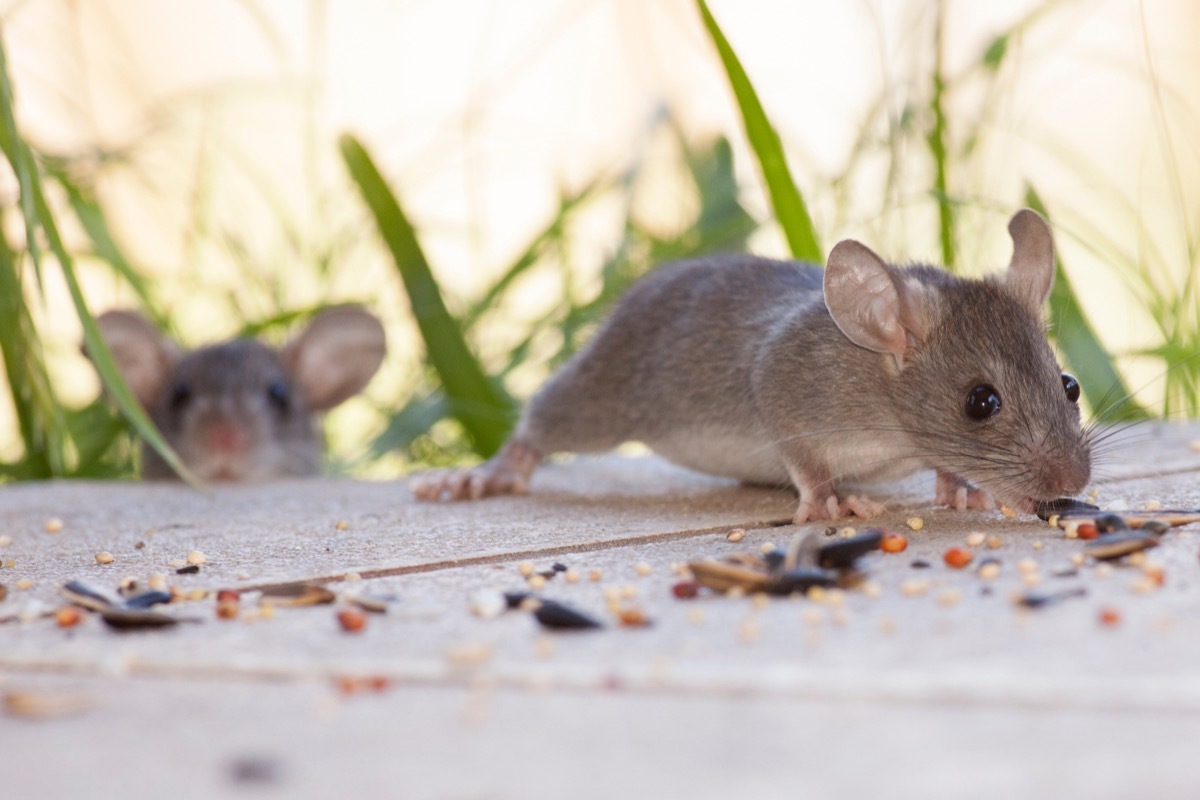 Mice Eating Food in Yard