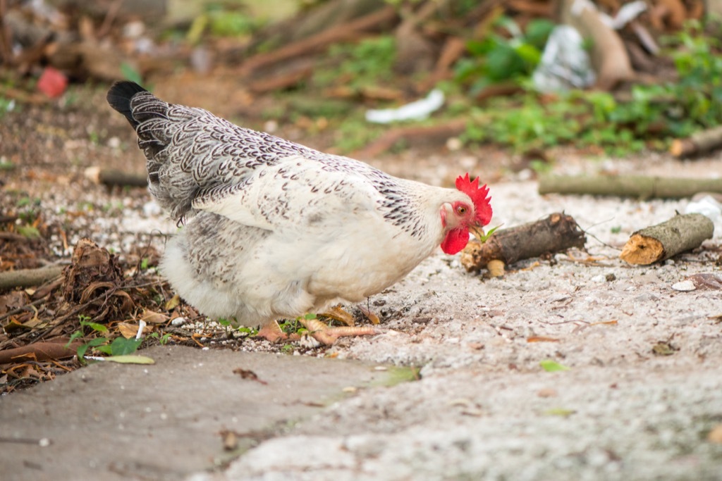 Chicken in Forest Animal Jokes