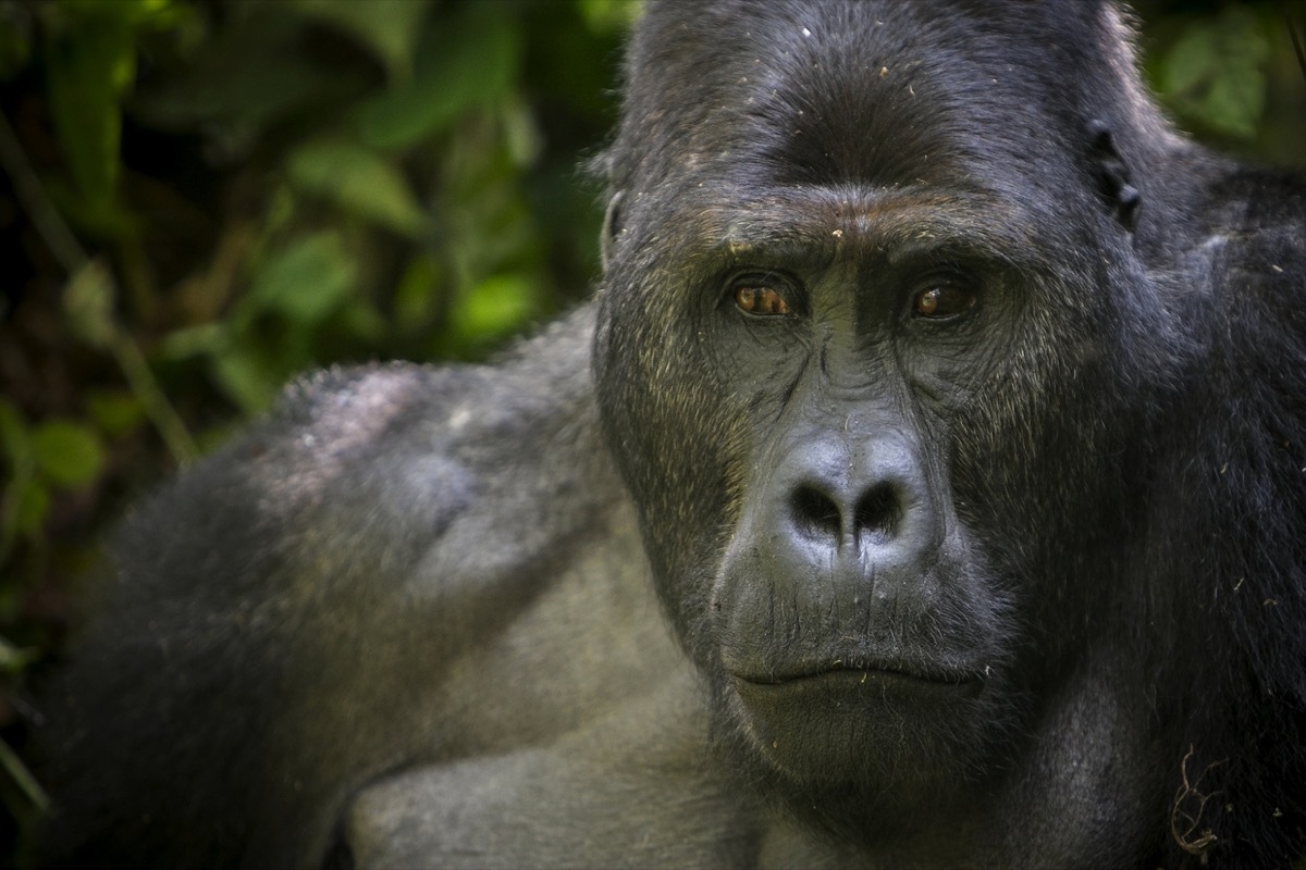 eastern lowland gorilla