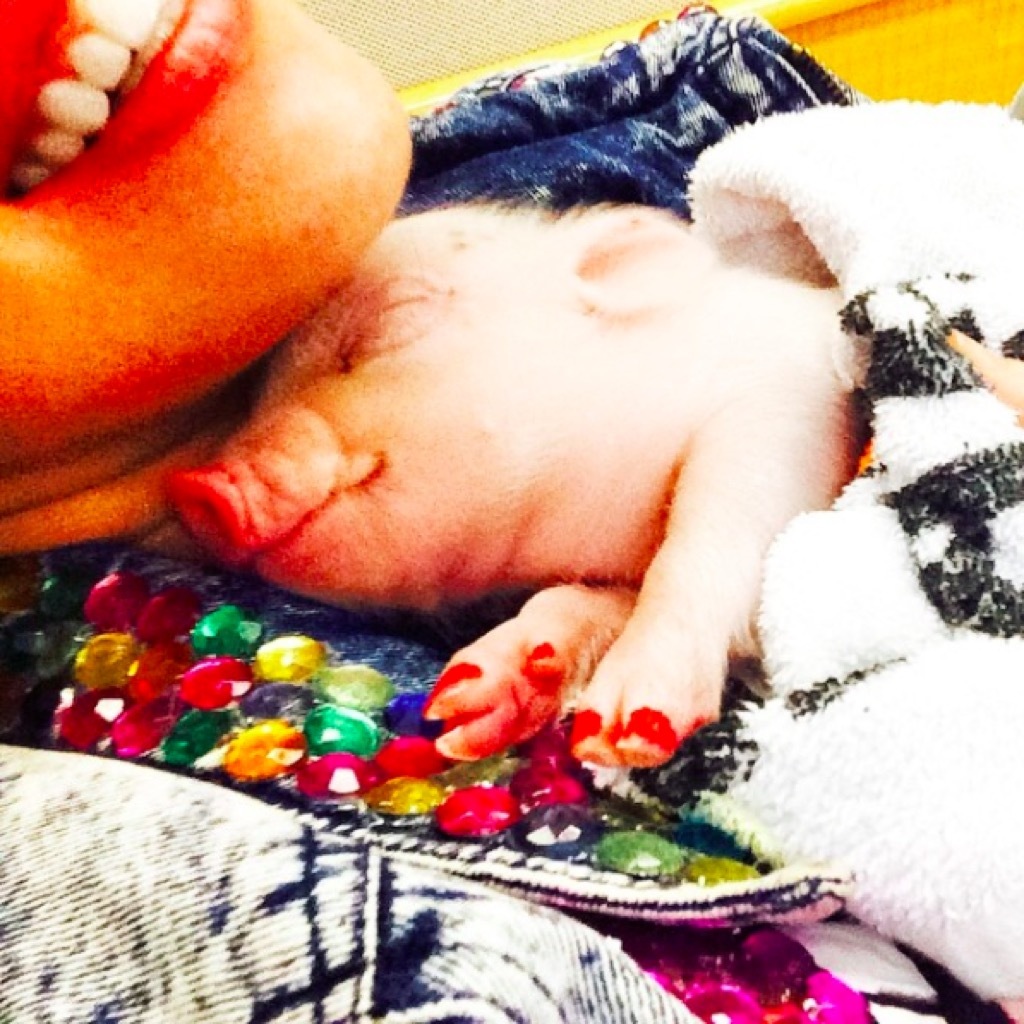 Miley Cyrus cuddles a baby pig