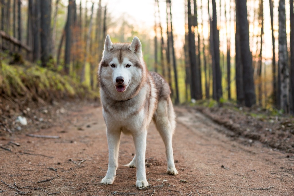 husky dog in the woods