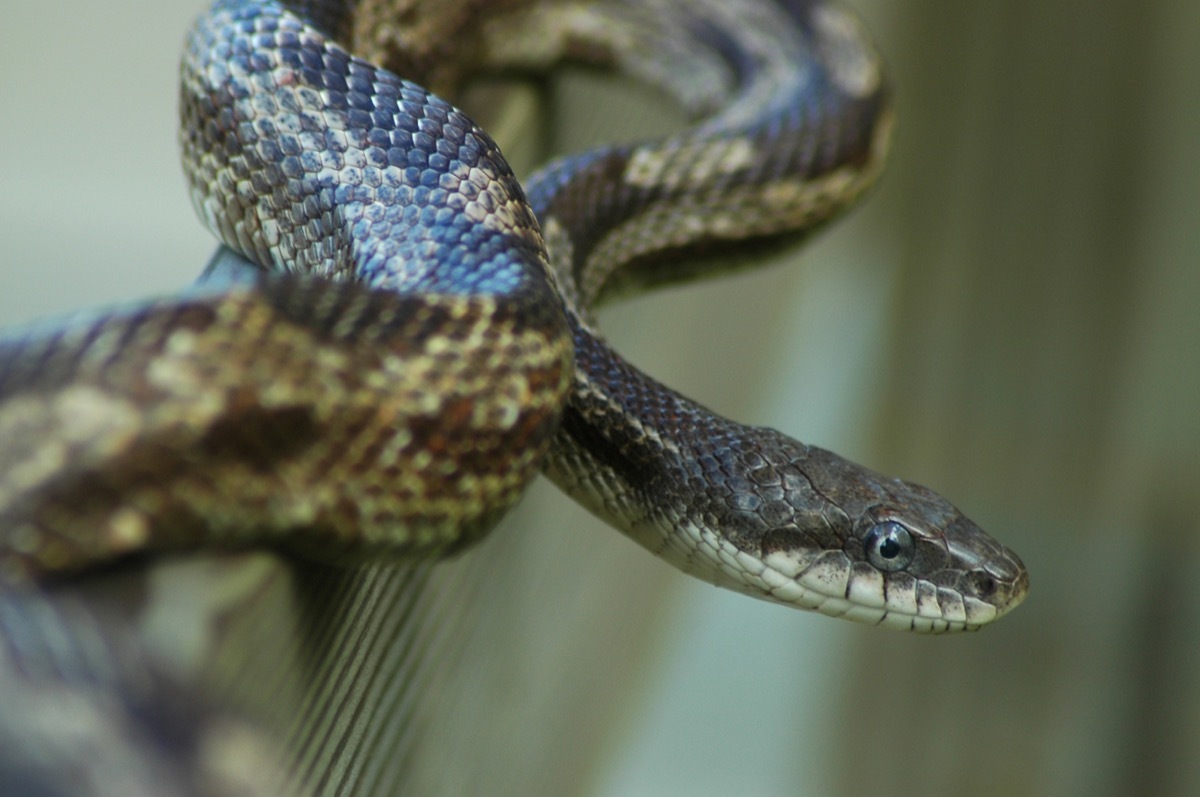 Gray rat snake on nature boardwalk