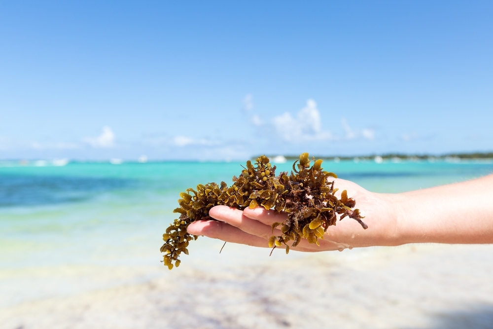 A close up of a hand holding a piece of seaweed at the beach