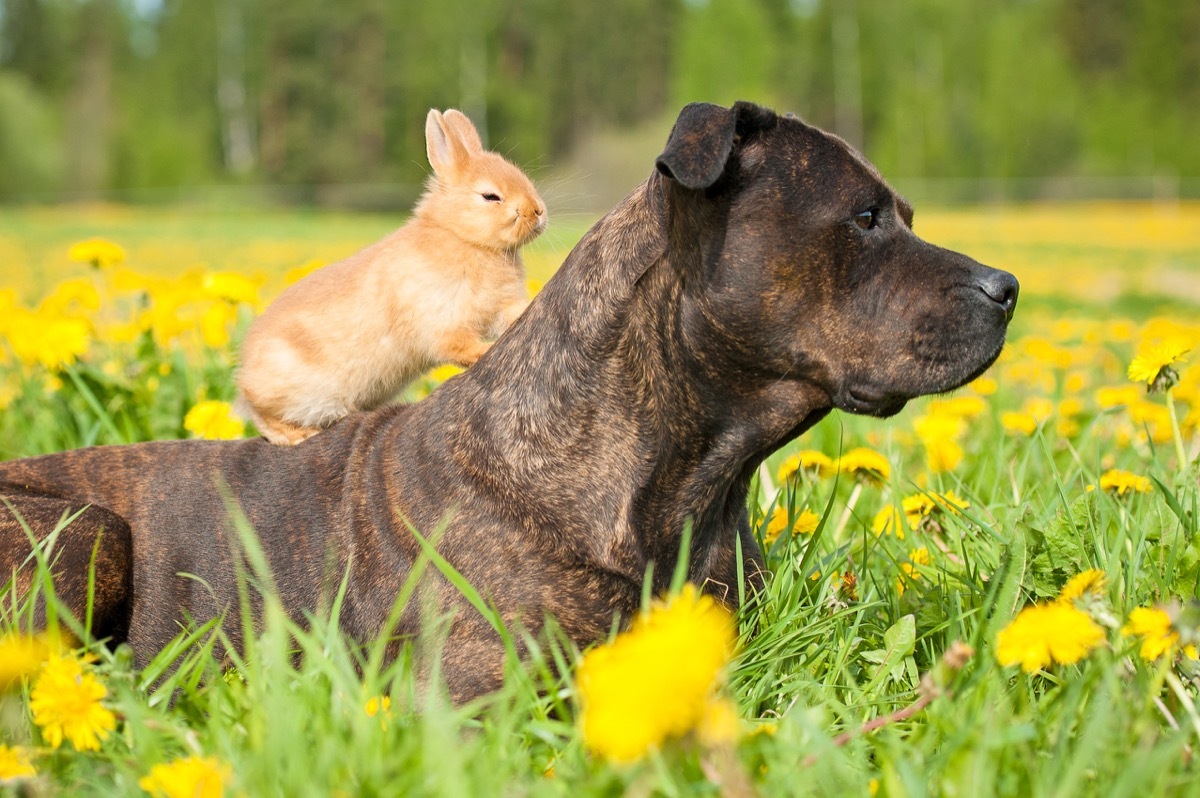 bunny sitting on a dog's back