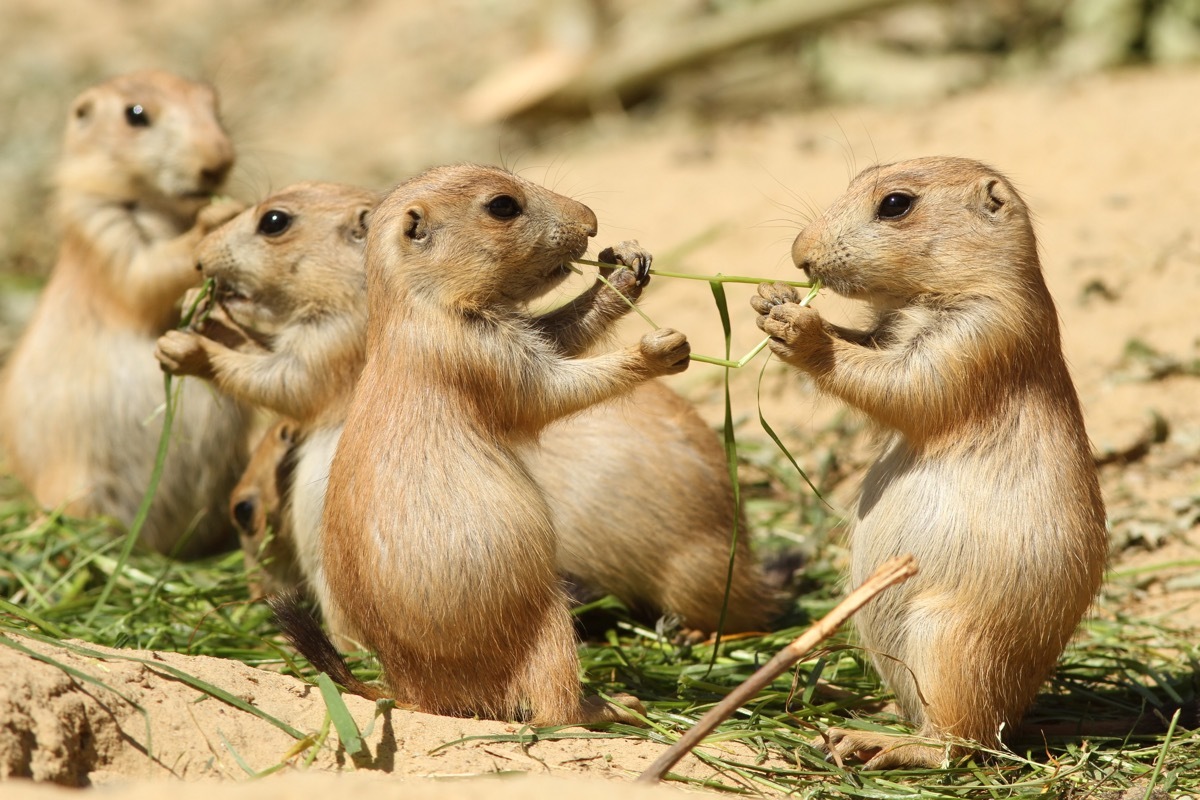 baby prairie dogs sharing food together