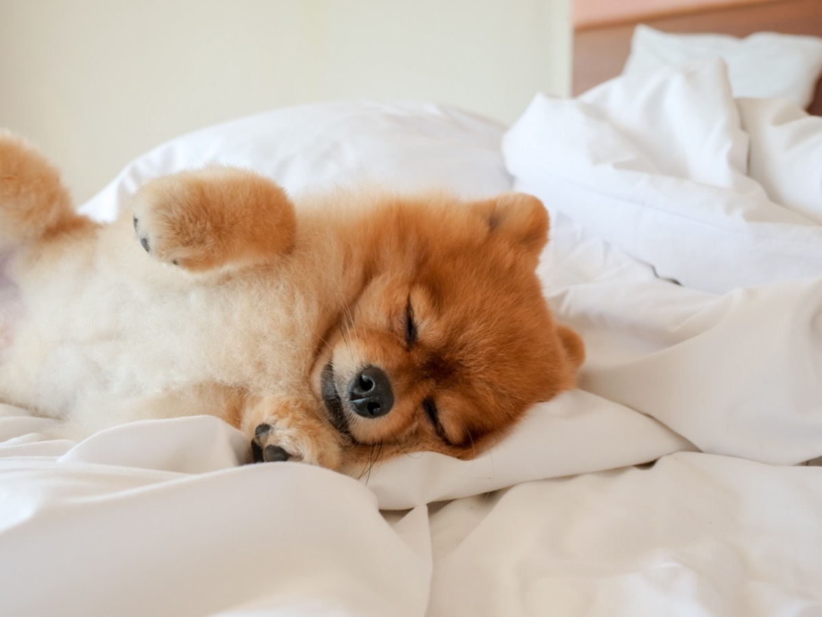 Dog sleeping in bed