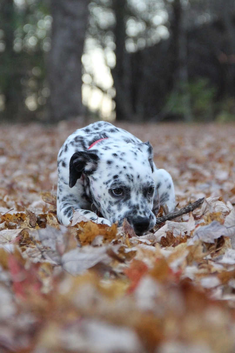 Bullmatian Mixed Breed Dogs